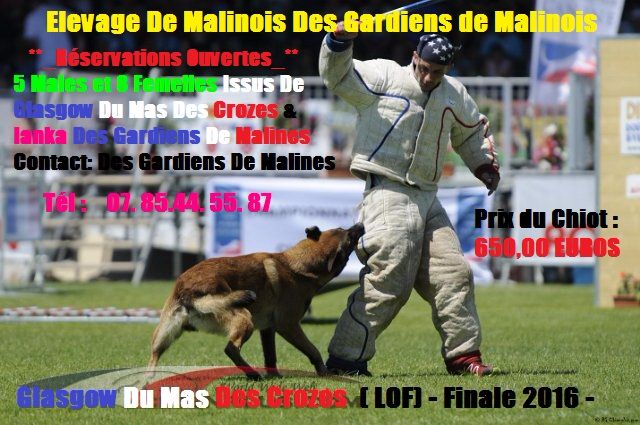 des gardiens de malines - RÉSERVATIONS CHIOTS BERGERS BELGES MALINOIS (LOF)