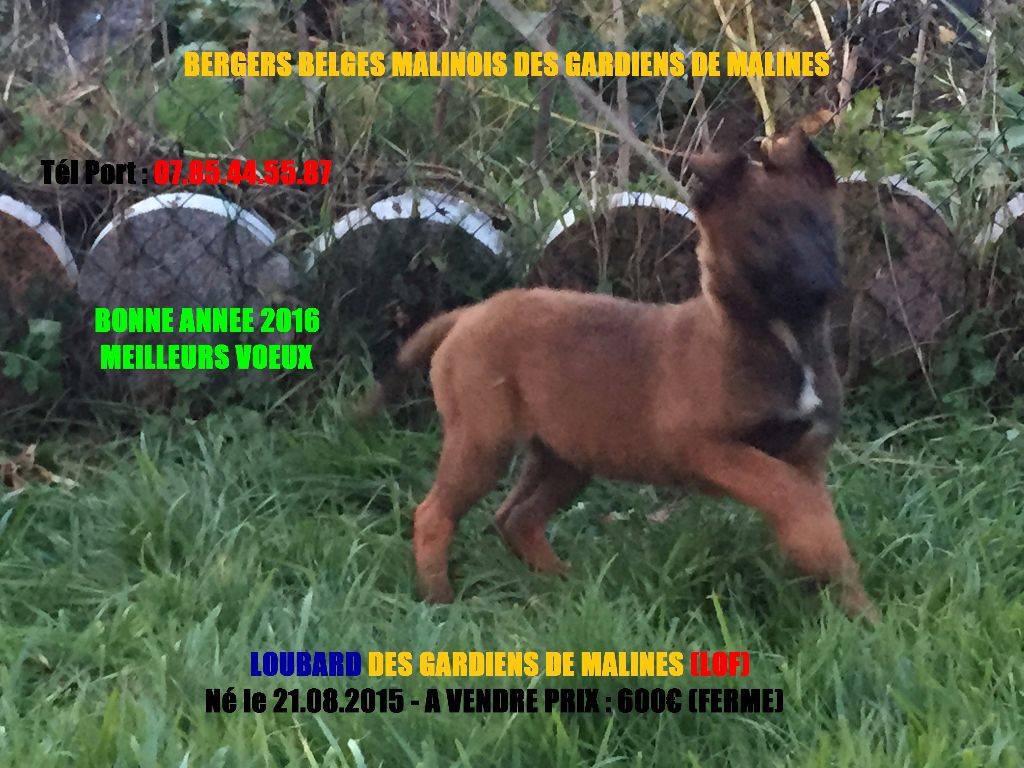 des gardiens de malines - Joli Malinois Charbonné (LOF) Trés Bonnes Origines ( A VENDRE)