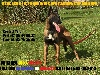  - Berger Belge Malinois De 18 Mois (LOF) 100% LOSH  (A VENDRE)