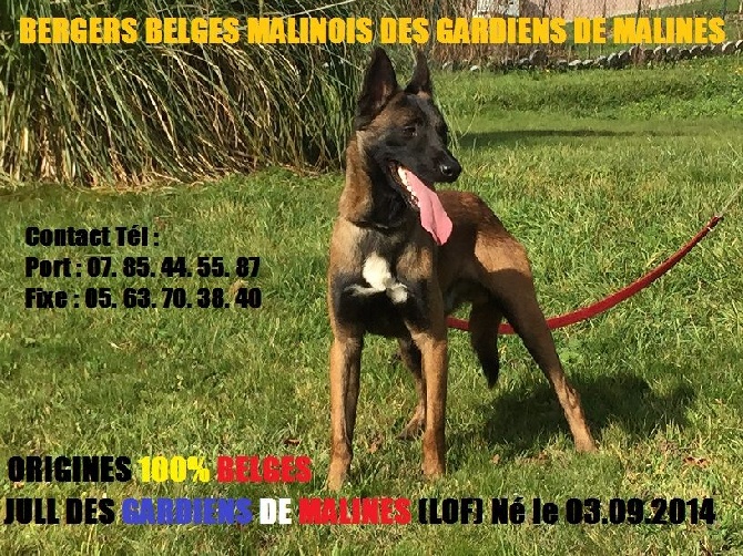 des gardiens de malines - Berger Belge Malinois De 18 Mois (LOF) 100% LOSH  (A VENDRE)